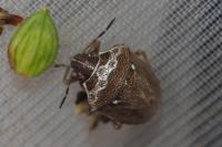 Eysarcoris ventralis