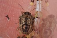 Eysarcoris ventralis