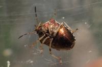 Stagonomus venustissimus