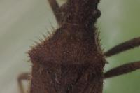 Coriomeris denticulatus