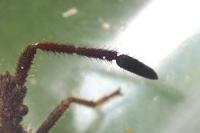 Coriomeris denticulatus