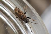 Peritrechus gracilicornis