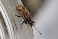 Peritrechus gracilicornis