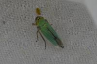 Cicadella viridis