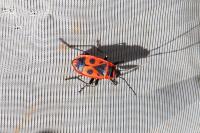 Pyrrhocoris apterus