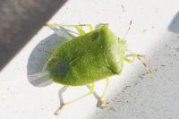 Nezara viridula