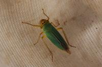 Cicadella viridis