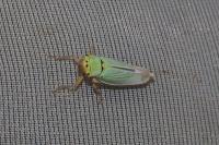 Cicadella viridis