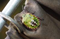 Nezara viridula