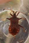 Coreus marginatus