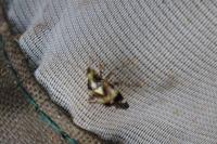 Liocoris tripustulatus