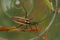 Leptopterna dolabrata