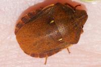 Eurygaster testudinaria