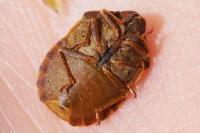 Eurygaster testudinaria