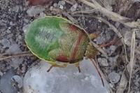 Piezodorus lituratus