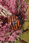 Graphosoma italicum