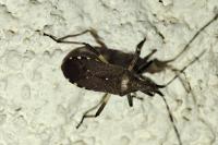 Dicranocephalus agilis