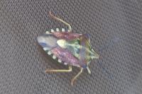 Carpocoris purpureipennis