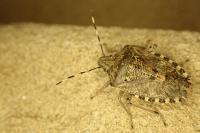 Rhaphigaster nebulosa