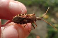 Leptoglossus occidentalis