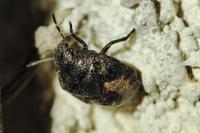 Peribalus strictus vernalis