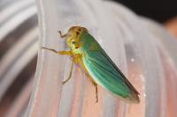 Cicadella viridis