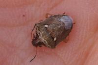 Eysarcoris ventralis