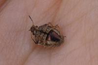 Eysarcoris ventralis