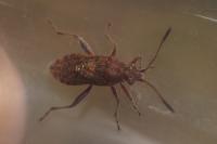 Stictopleurus punctatonervosus