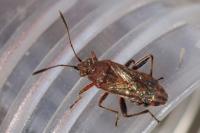 Stictopleurus punctatonervosus