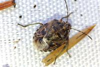 Holcogaster fibulata