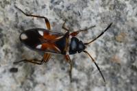 Raglius alboacuminatus