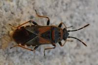 Arocatus melanocephalus