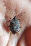 Halyomorpha halys