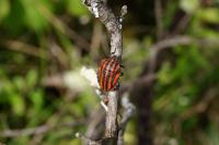 Graphosoma italicum