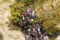 Oxycarenus lavaterae