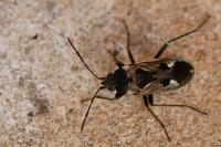 Rhyparochromus vulgaris