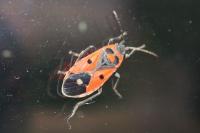 Melanocoryphus albomaculatus