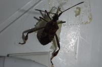 Leptoglossus occidentalis