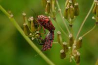Graphosoma italicum