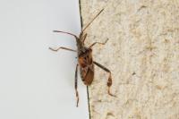 Leptoglossus occidentalis