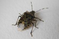 Rhaphigaster nebulosa