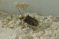 Rhaphigaster nebulosa