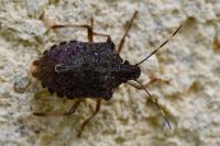 Halyomorpha halys