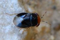 Geocoris erythrocephalus