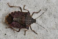 Halyomorpha halys