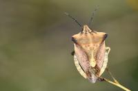 Carpocoris fuscispinus