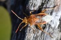Stictopleurus abutilon