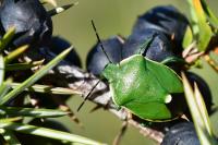 Chlorochroa juniperina