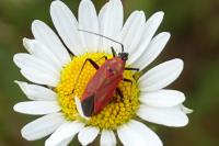 Calocoris nemoralis